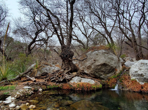 Smith Spring-Guadalupe Mountains National Park必去景点