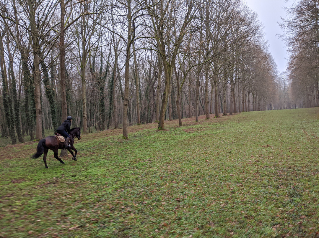 Horse in the City-巴黎必去景点