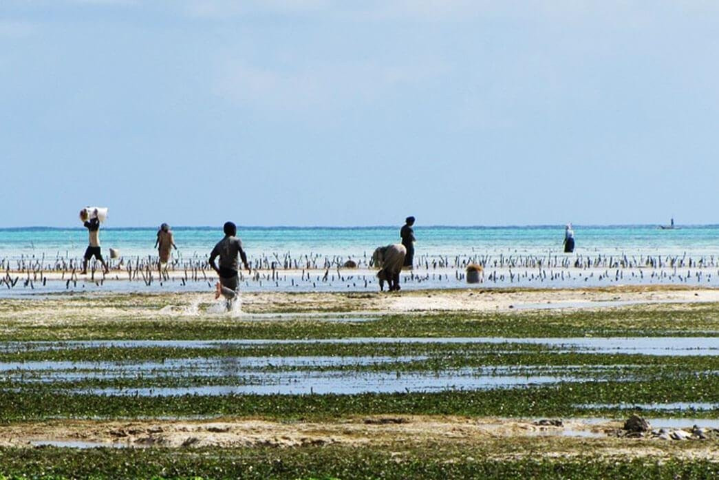 Tripsbetter  Travel-桑给巴尔岛必去景点