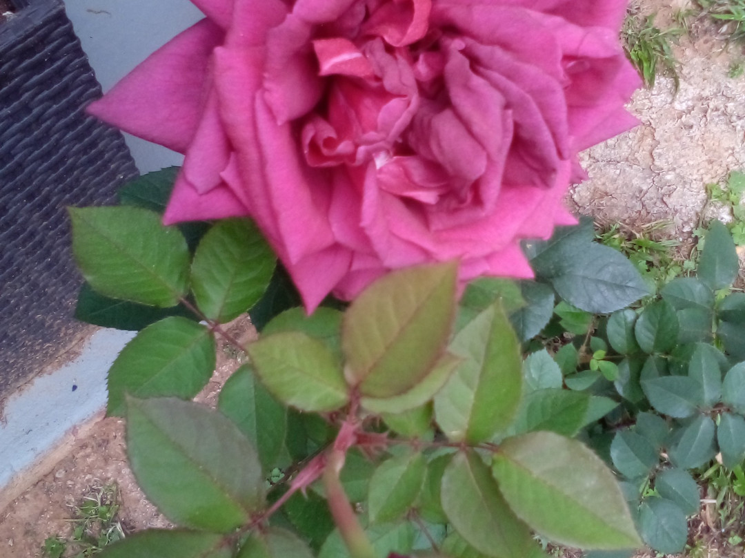 Combes餐馆和美食-Texas Cafe