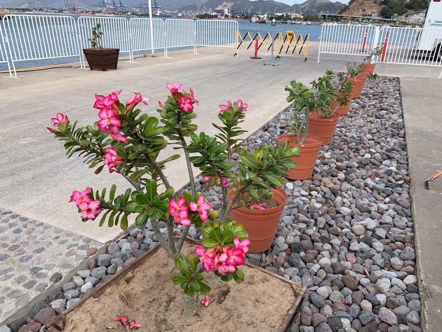 Malecón de Manzanillo-曼萨尼约必去景点