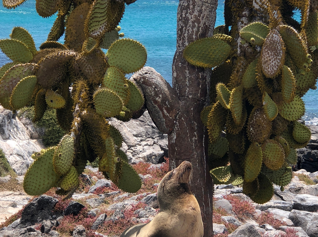 Galapagos Alternative景点图片