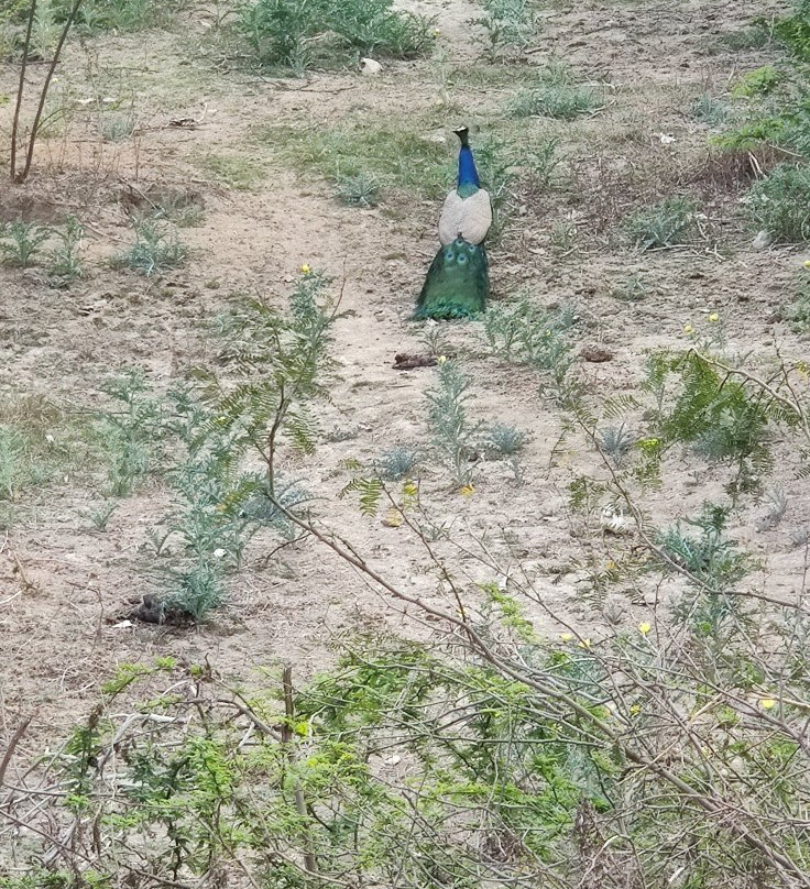 Foy Sagar Lake-阿杰梅尔必去景点