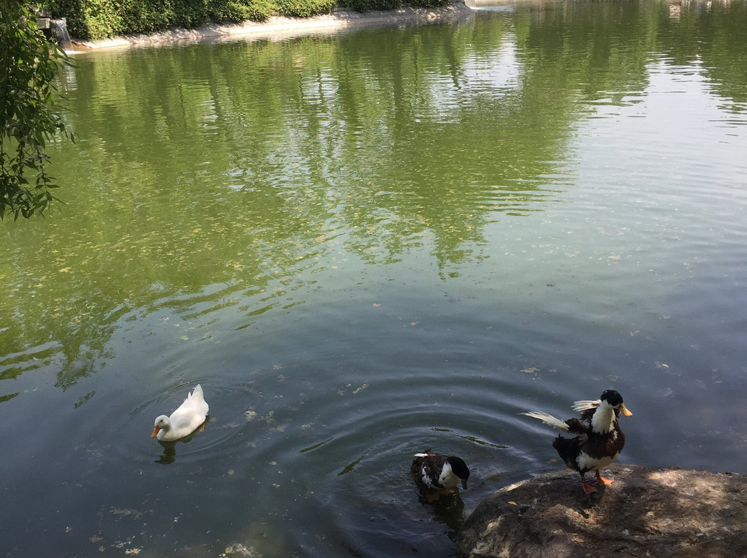 Mellat Park景点图片