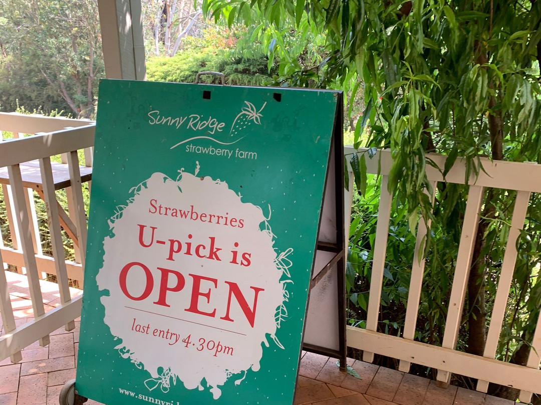 Sunny Ridge Strawberry Farm-Main Ridge必去景点