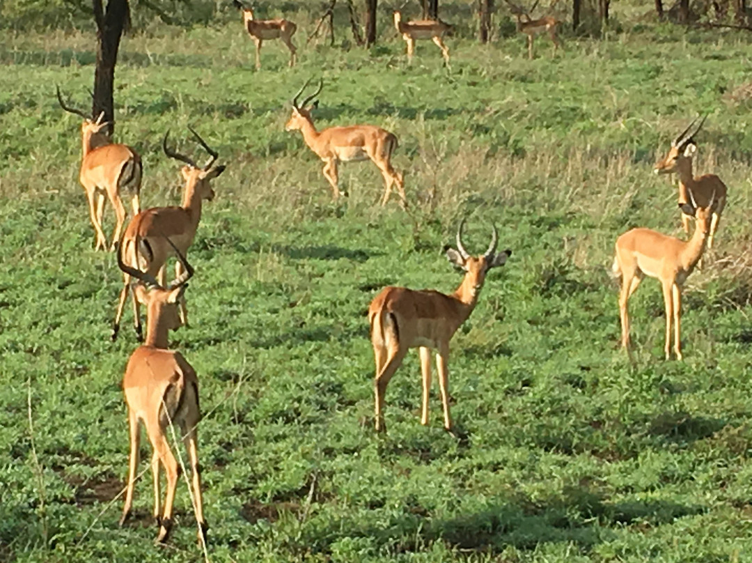 Tanzania Kenya Safari景点图片