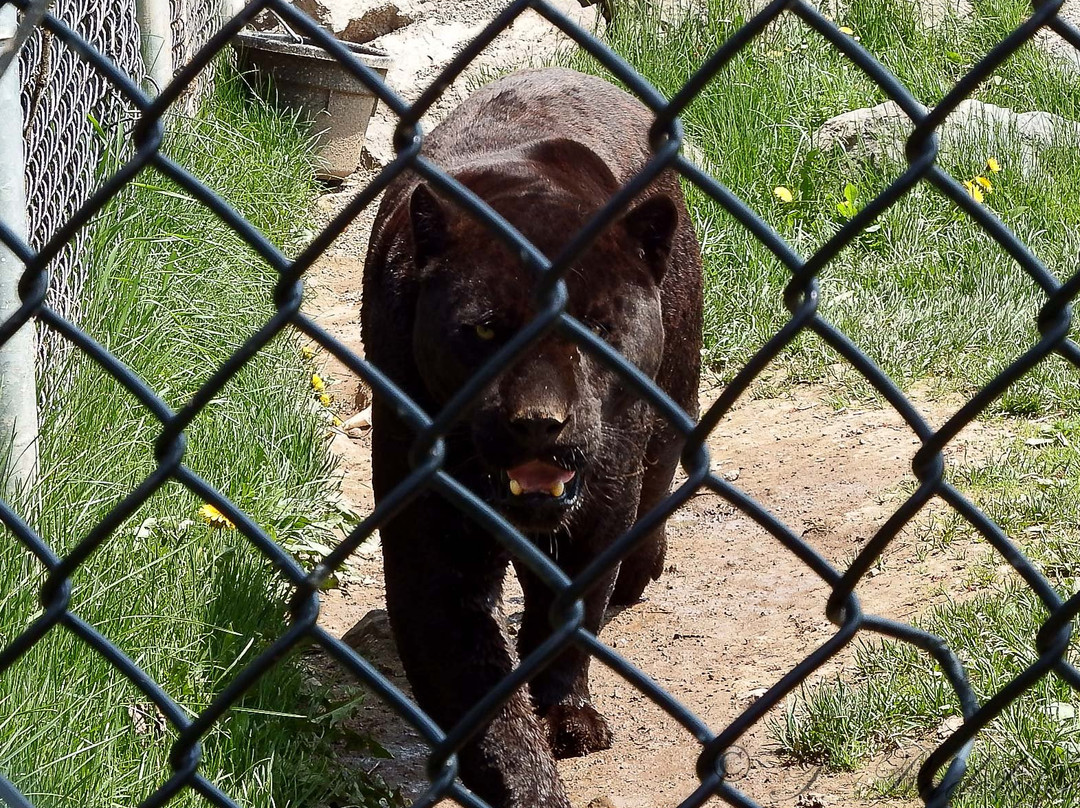 Magnetic Hill Zoo-蒙古顿必去景点