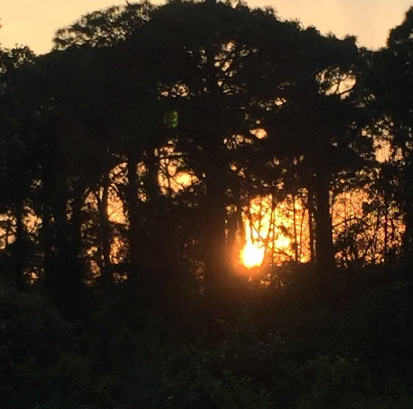 Tall Cypress Natural Area-科勒尔斯普林斯必去景点