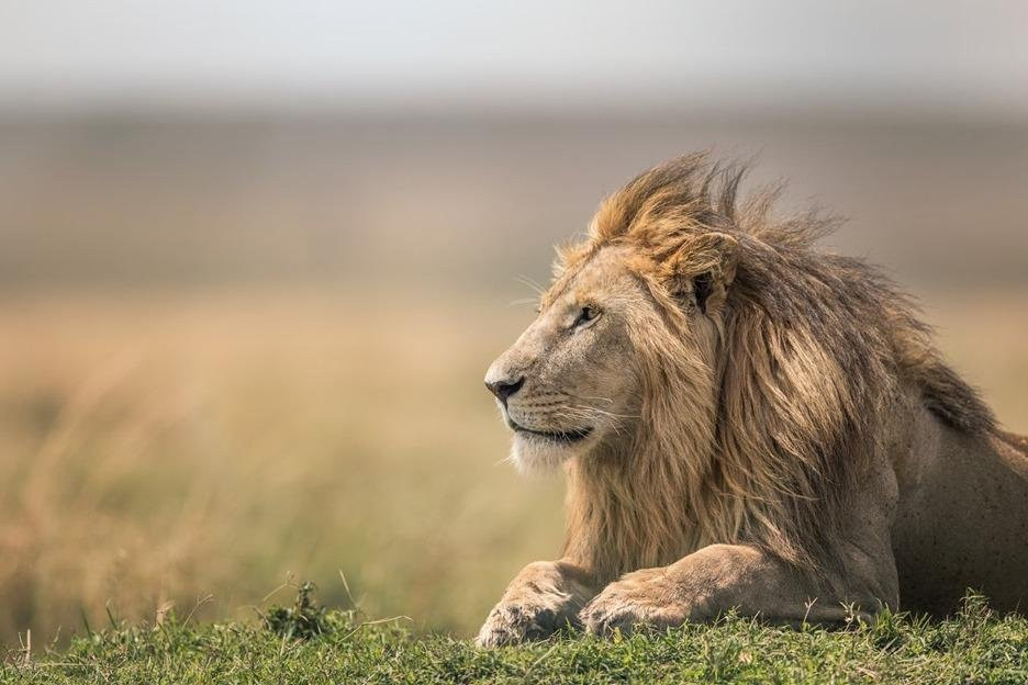 Kenya & Tanzania Safari景点图片