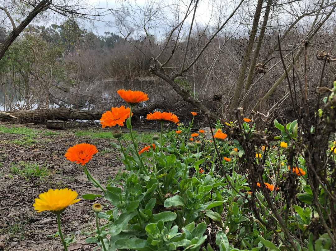Huntington Central Park-亨廷顿海滩必去景点