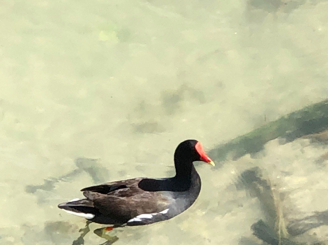 Port Aransas Nature Preserve at Charlie's Pasture景点图片