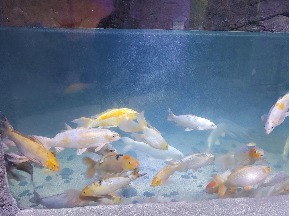 Layton Aquarium & Wildlife Encounters景点图片