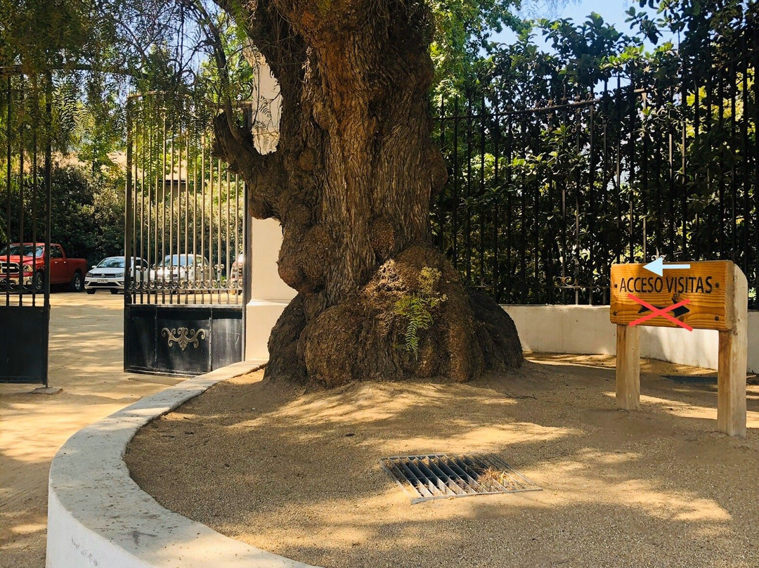 Vina Errazuriz-San Felipe必去景点