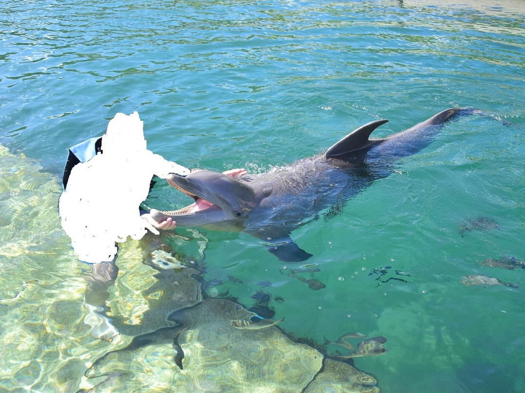 Delphinus Xel-Há-图伦必去景点