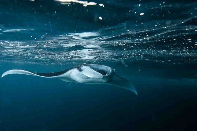 Blue Marlin Bali-勒吉安必去景点