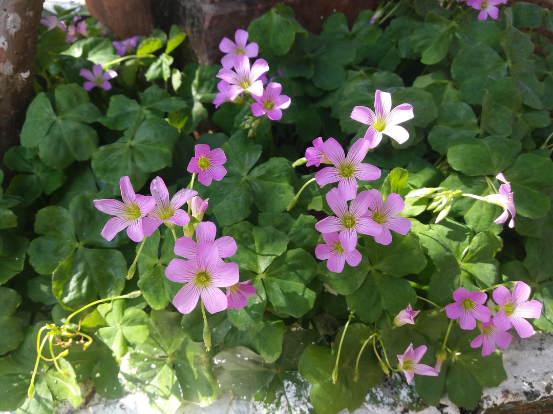 Bon Mua Garden Coffee House and Tea Leaf