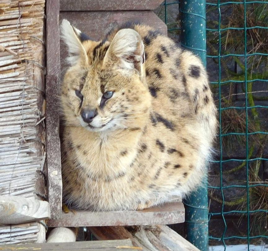 Wildpark-Velka Lomnica必去景点
