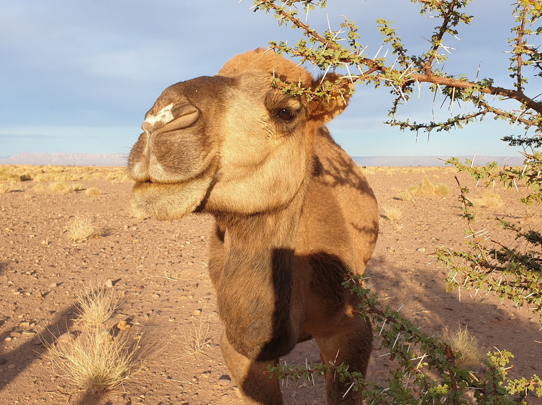 Morocco Reisen Adventures-扎古拉必去景点