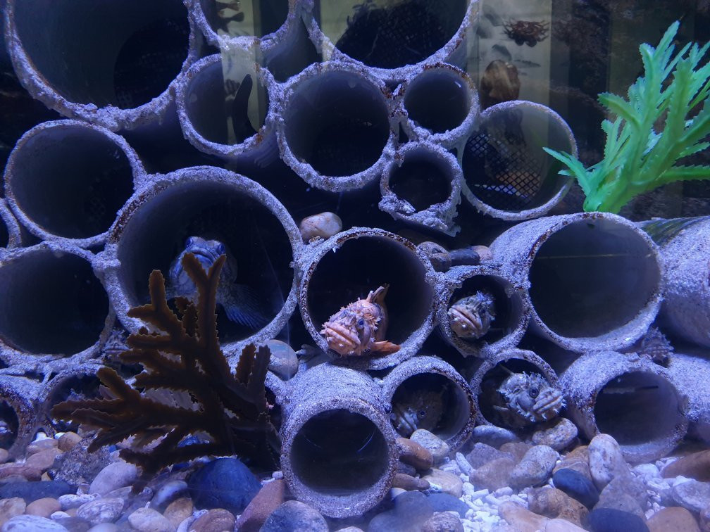 Hanwha Aqua Planet Ilsan-高阳市必去景点