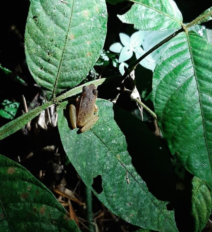 Lago Mindo Frog Concert景点图片