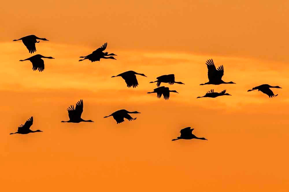 Bitter Lake National Wildlife Refuge-罗斯威尔必去景点