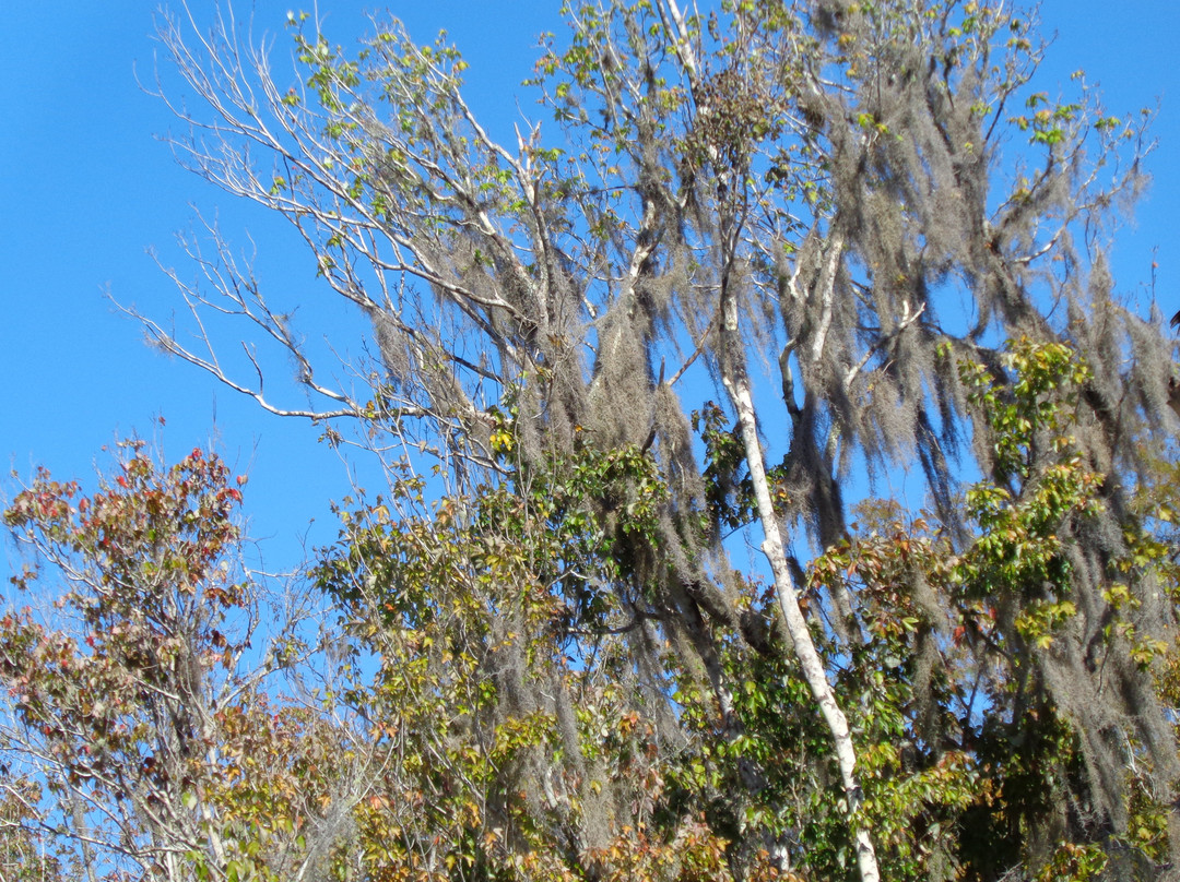 Fountain of Youth Eco/History Tours-De Leon Springs必去景点