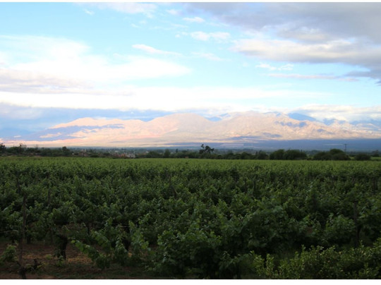 Vinas de Cafayate Wine Resort主图