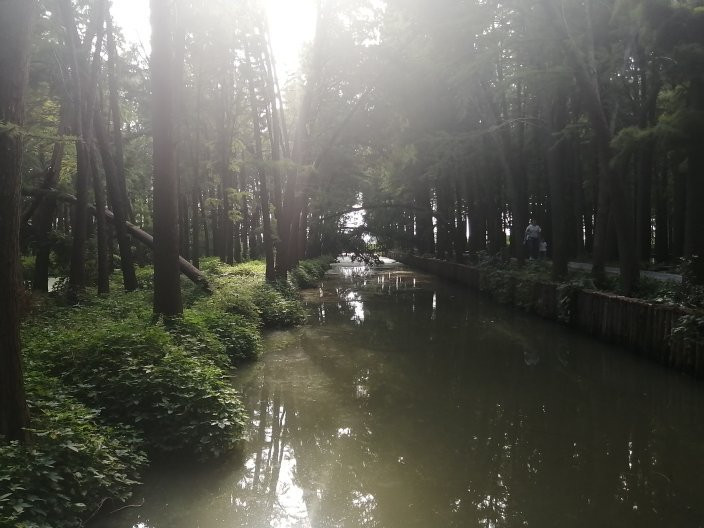 李中水上森林景区景点图片