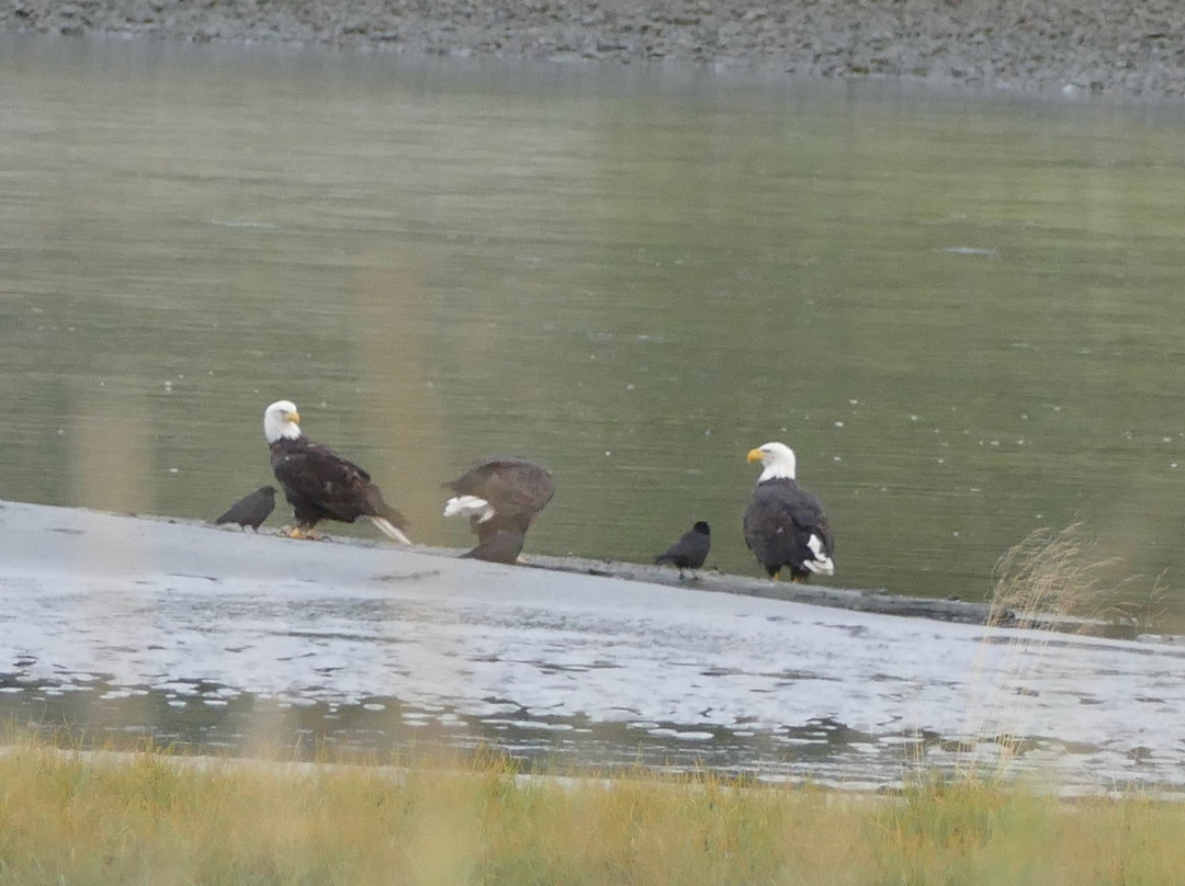 Eagle Beach-朱诺必去景点
