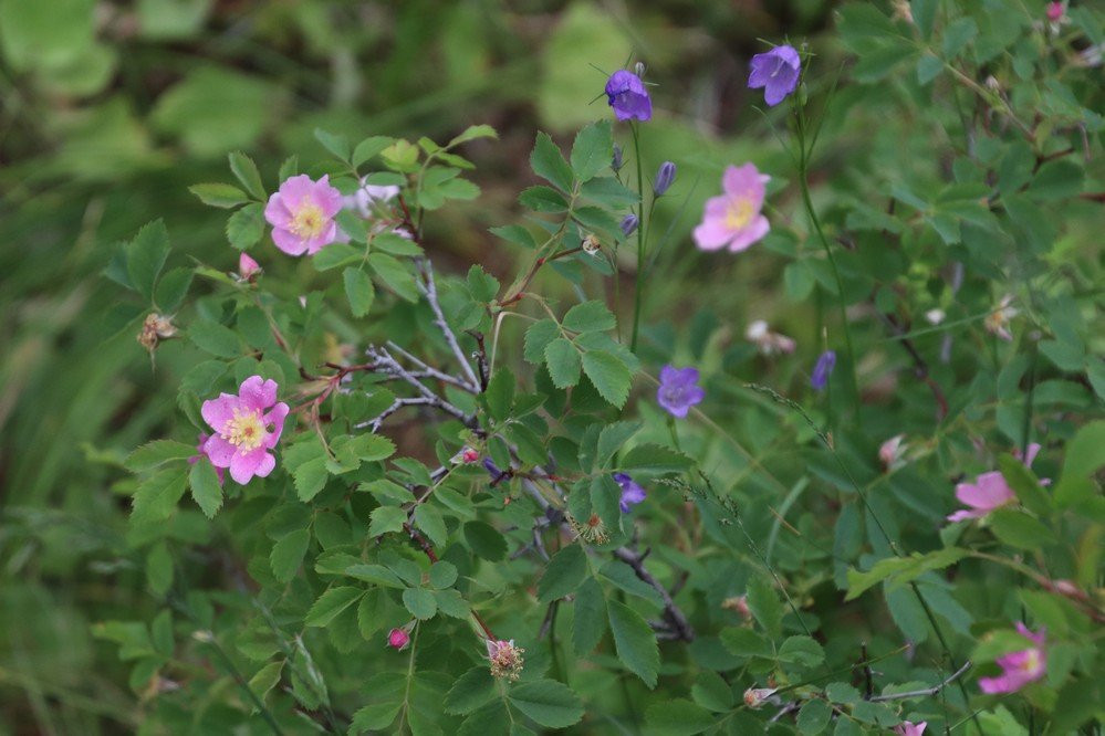 Pattee Canyon-米苏拉必去景点