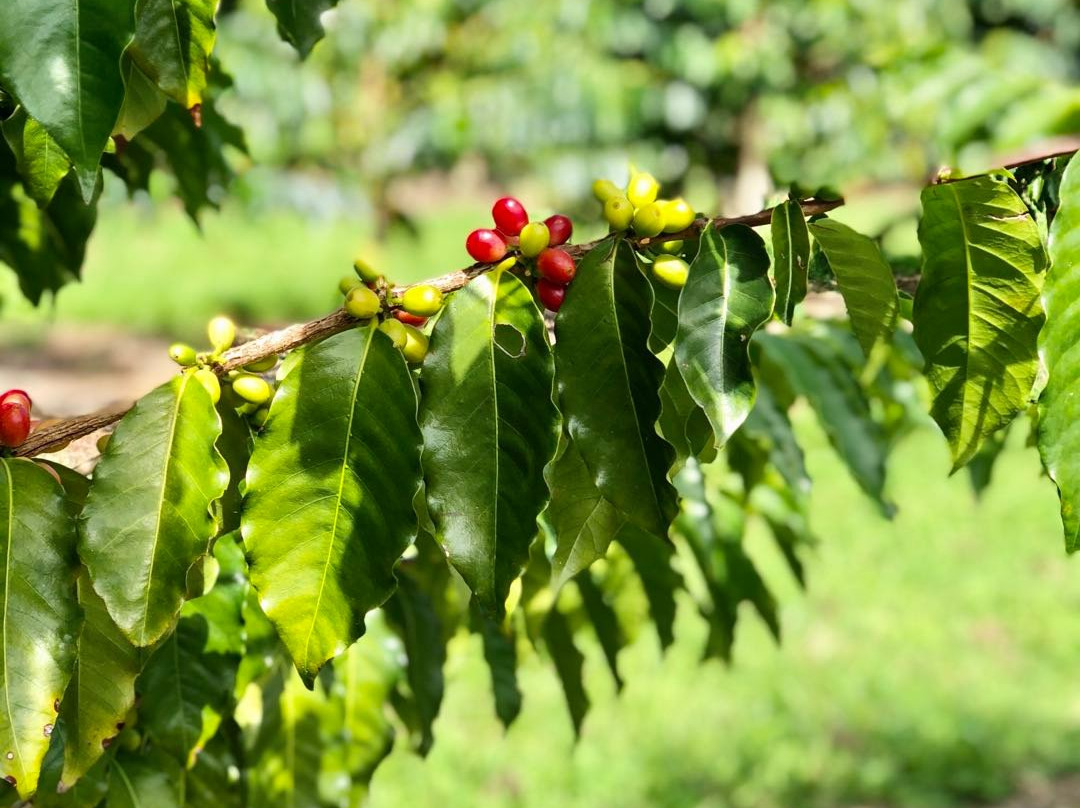 Ka'u Coffee Mill景点图片