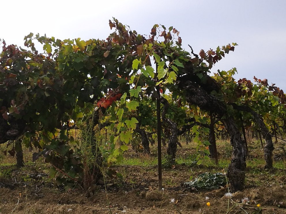 Arnoux et Fils Vignerons景点图片