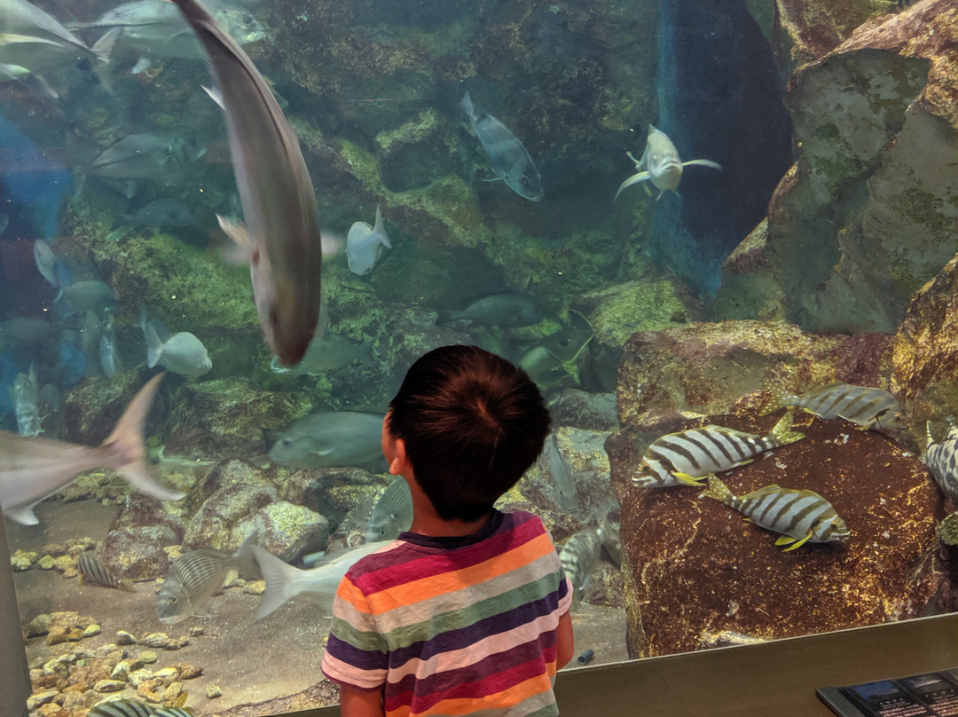 Shibukawa Marine Aquariums (Tamano City Marine Museum)景点图片