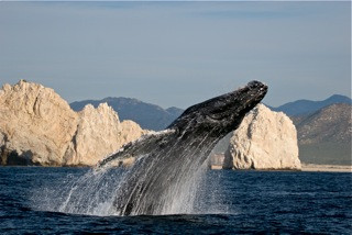 Cabo Expeditions-卡波圣卢卡斯必去景点