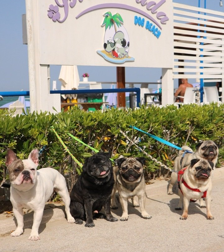 Islamorada - Dog Beach景点图片