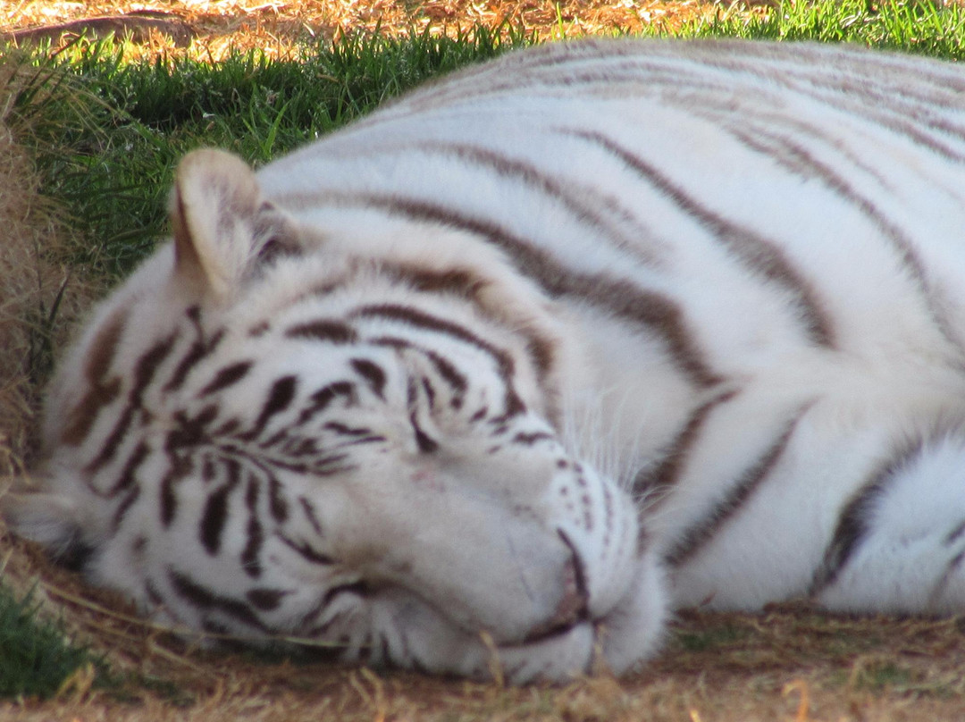 Tiger Safari Zoological Park景点图片