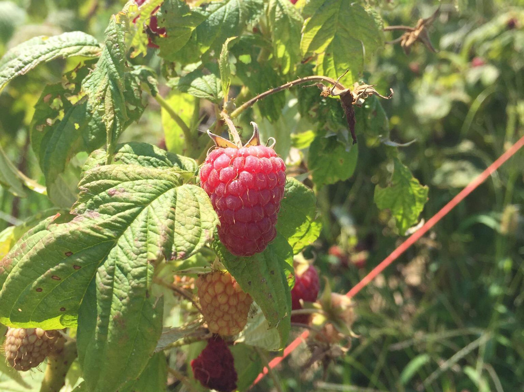Berryhill Farm-Xenia必去景点