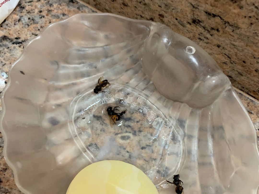 Grande Hotel Glória主图