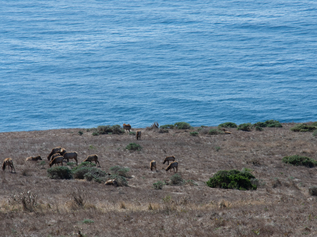 Tule Elk Preserve-Point Reyes National Seashore必去景点