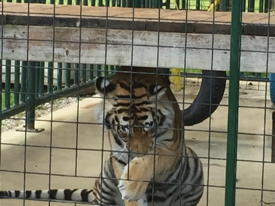 Cedar Cove Feline Conservancy