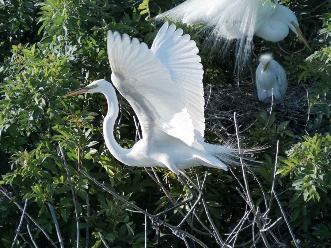 The Venice Area Audubon Rookery景点图片