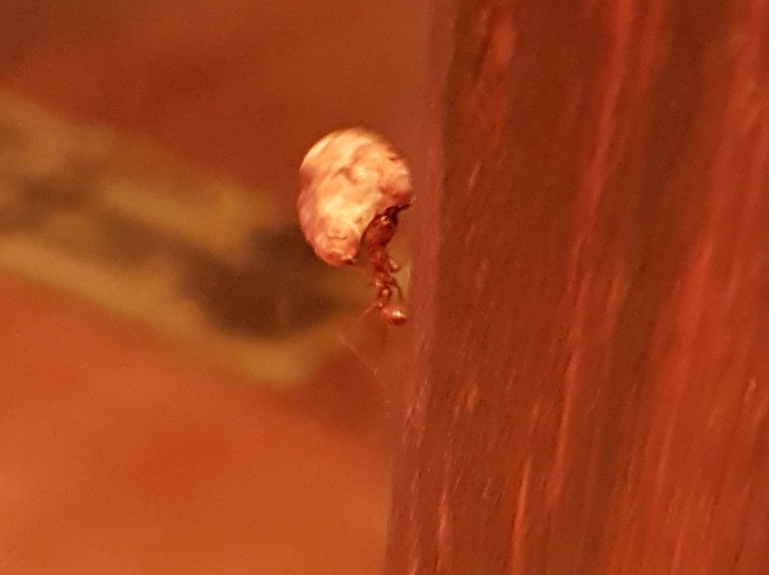 Chessington Azteca Hotel主图