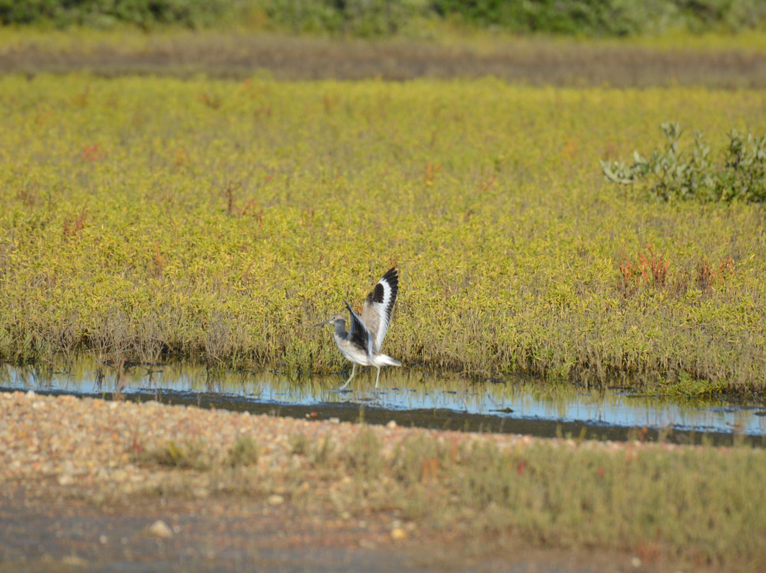 Big Reef Nature Park-盖维斯顿必去景点