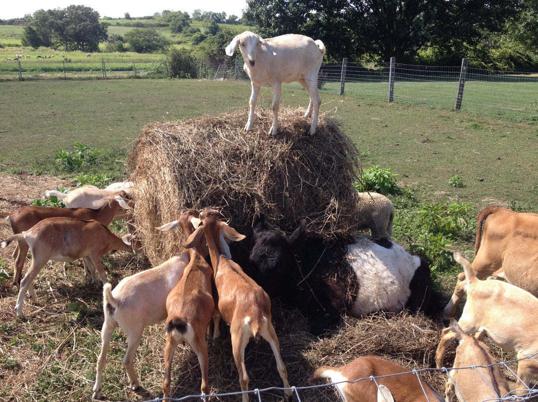 Simmons Farm Petting Zoo景点图片