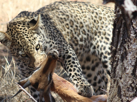 Big 5 Safaris-霍德斯普鲁特必去景点