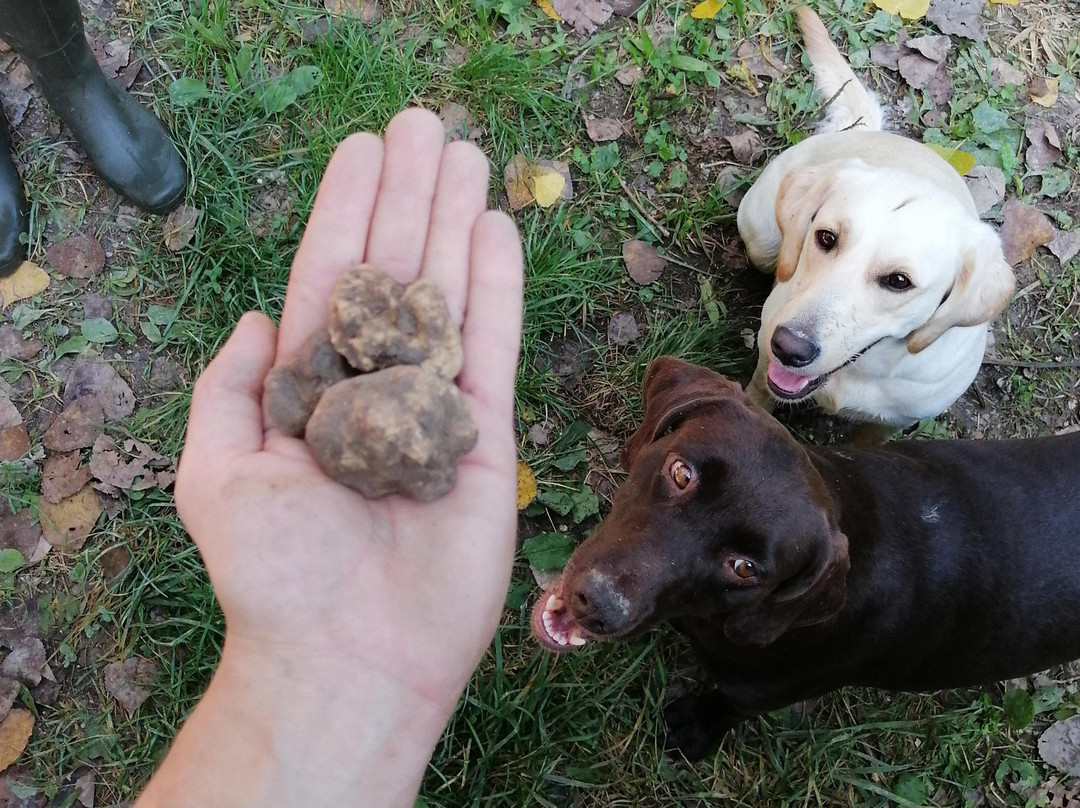 Svilicic truffle hunting-Motovun必去景点