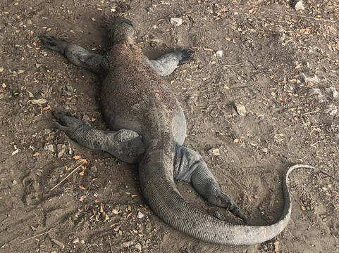 Alba Cruise-Labuan Bajo必去景点