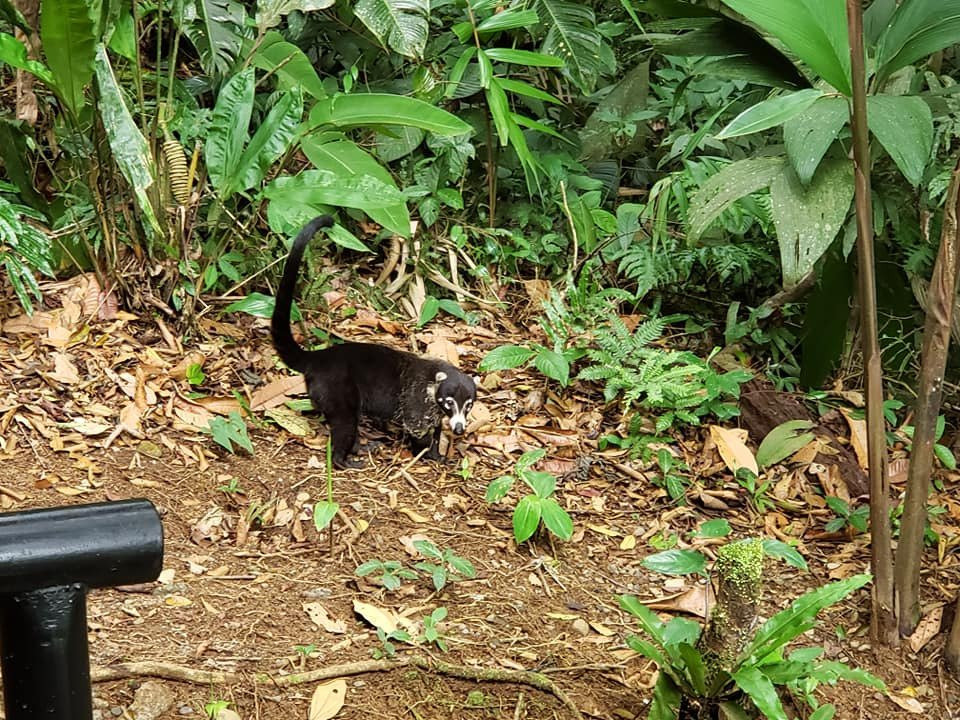 Rainforest Adventures-瓜匹来斯必去景点