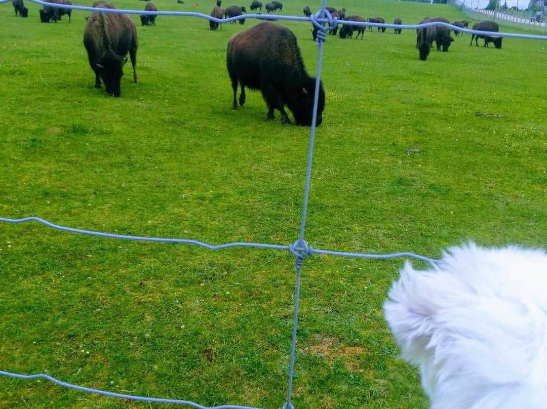 Buffaloland Provincial Park景点图片