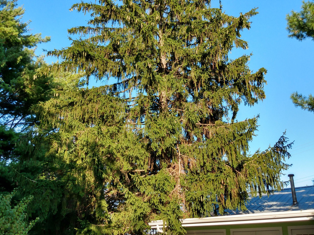 The Pines Motor Lodge主图